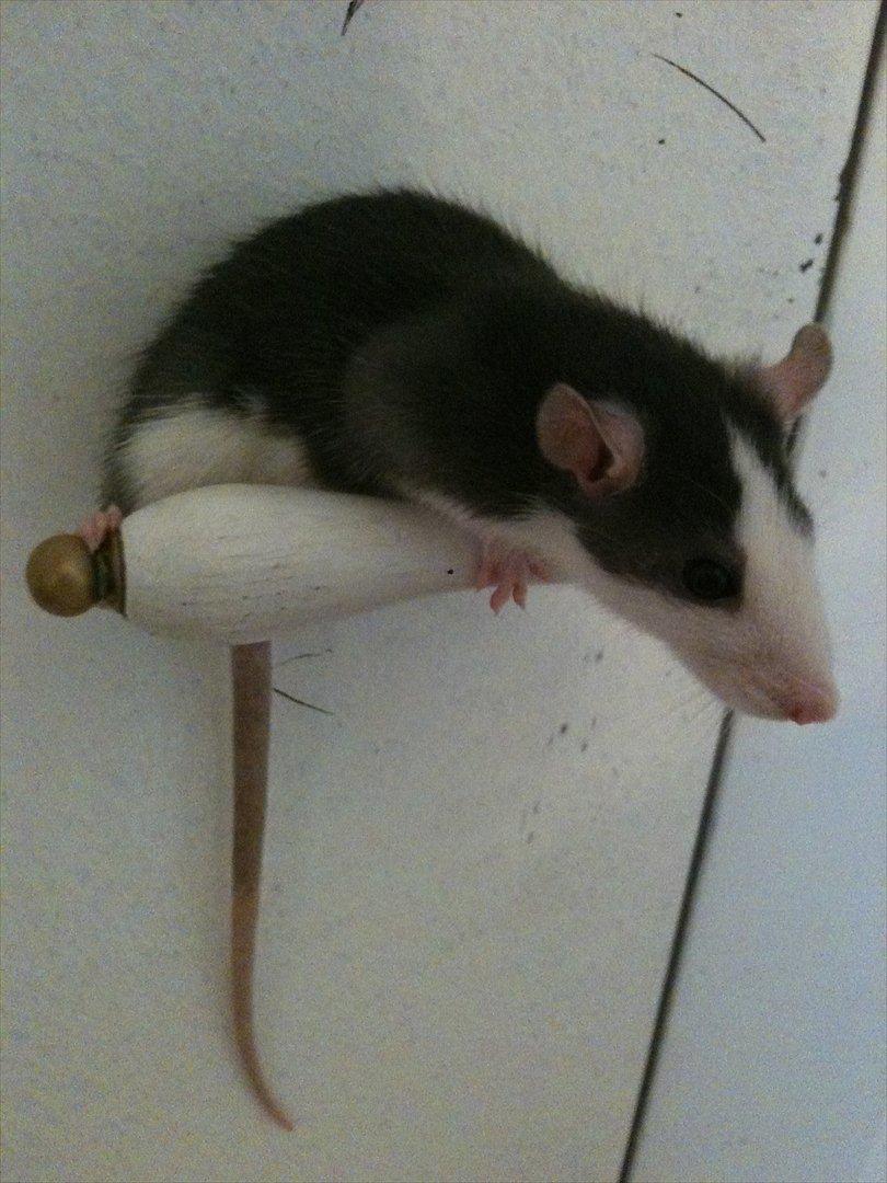 Tamrotte Luna billede 9