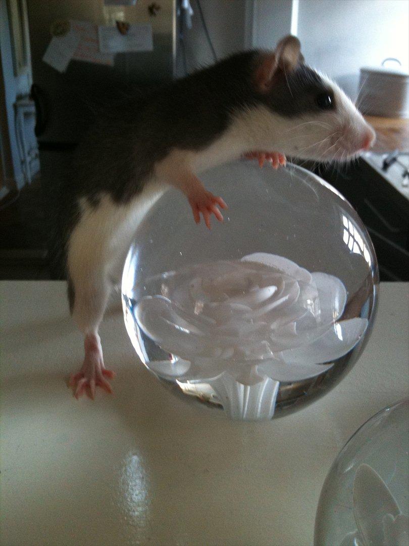 Tamrotte Luna billede 12