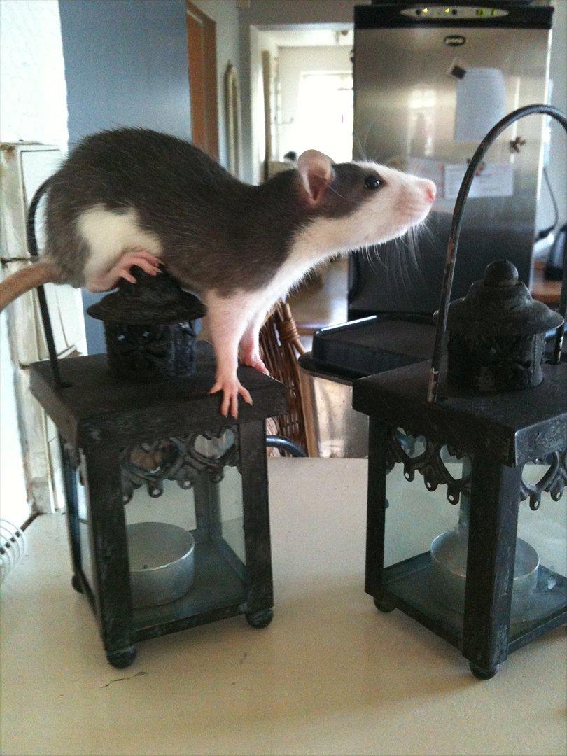 Tamrotte Luna billede 13