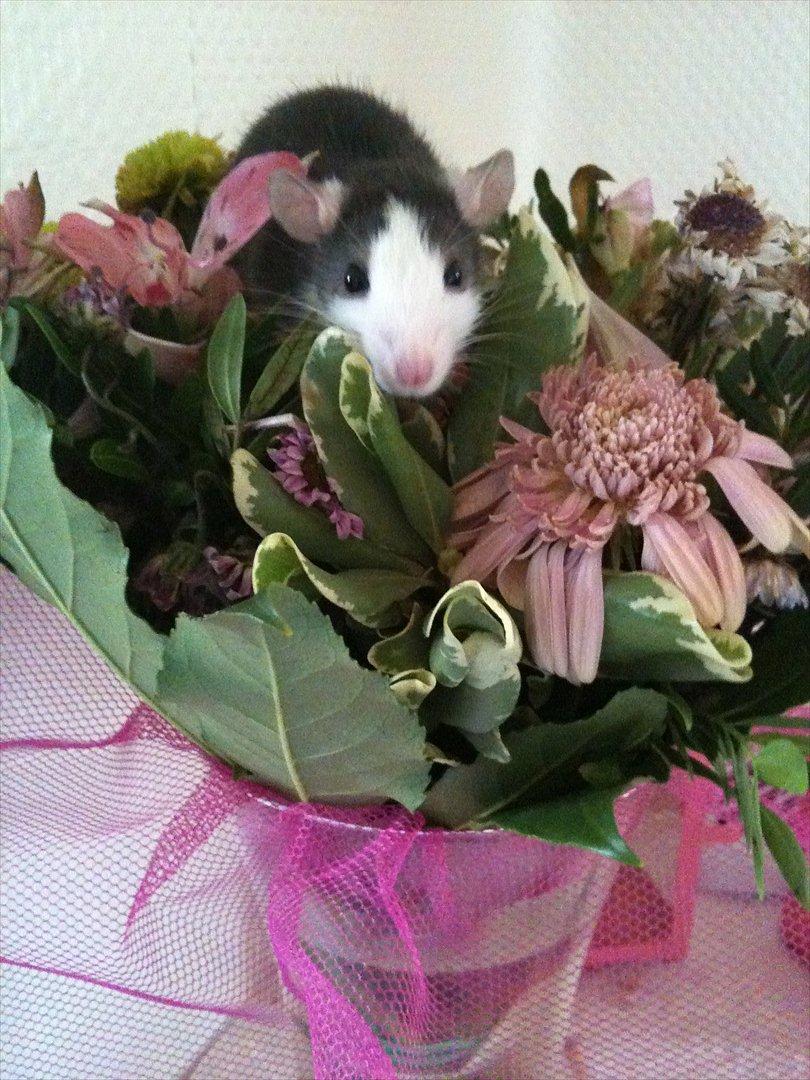 Tamrotte Luna billede 14