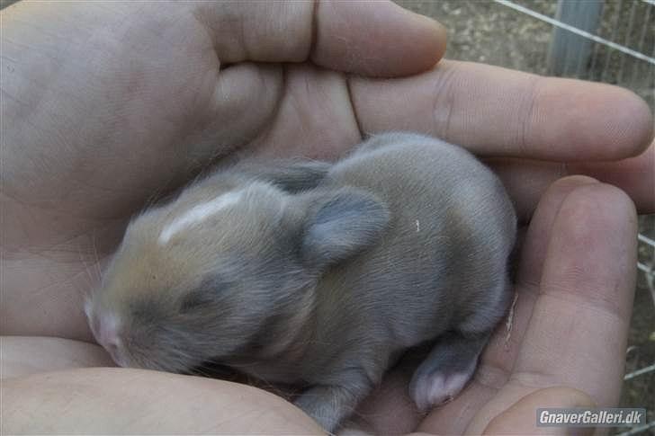 Kanin UniKin Fanando Grenade R.I.P billede 11