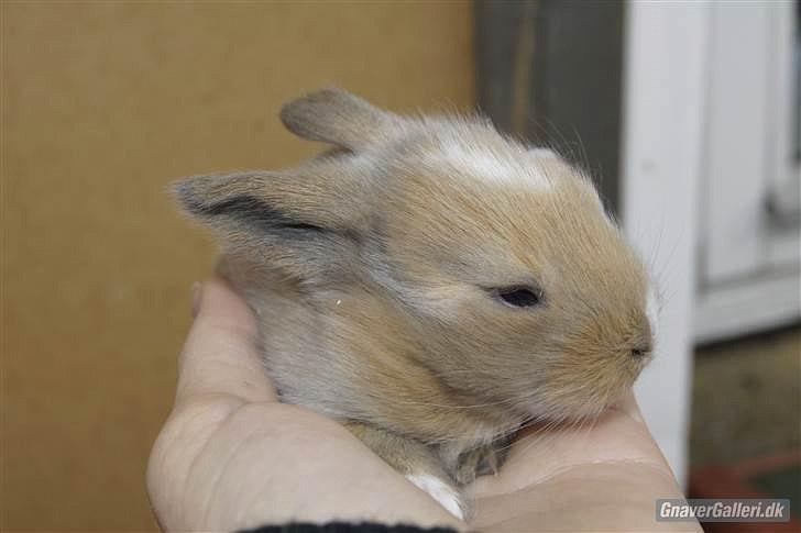 Kanin UniKin Fanando Grenade R.I.P billede 10