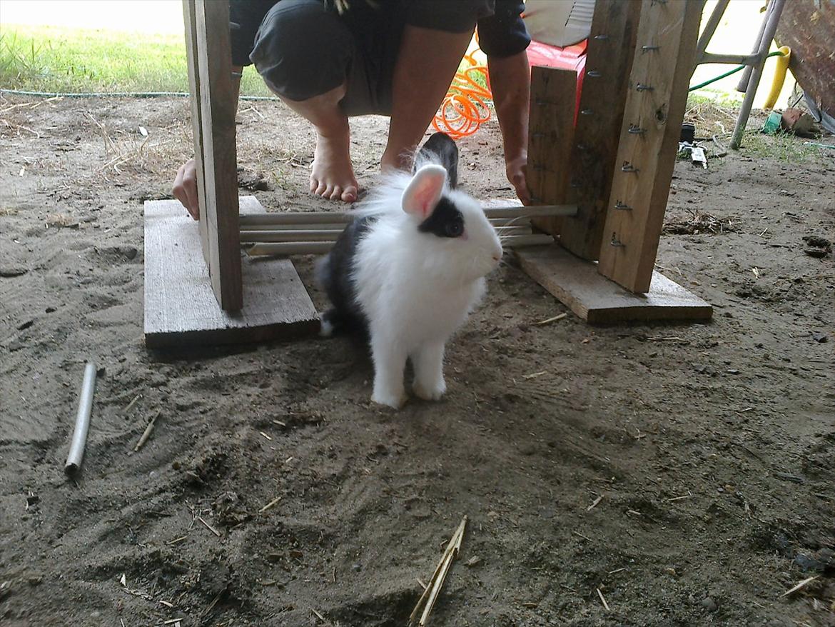 Kanin Tessa billede 7