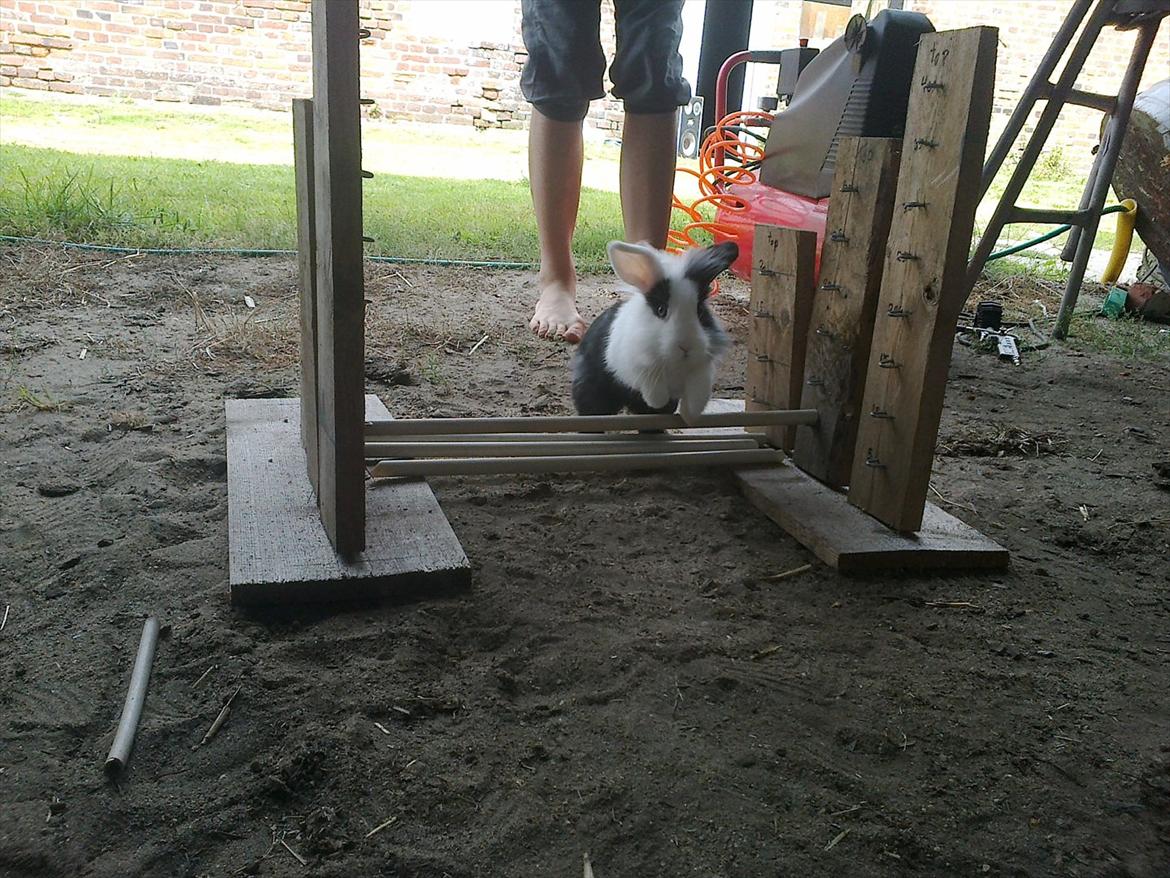 Kanin Tessa billede 8