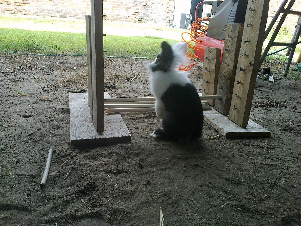 Kanin Tessa billede 9