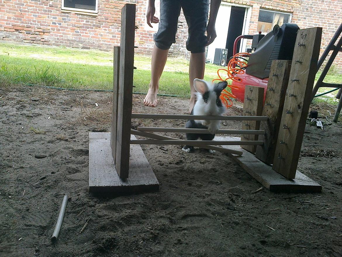 Kanin Tessa billede 11