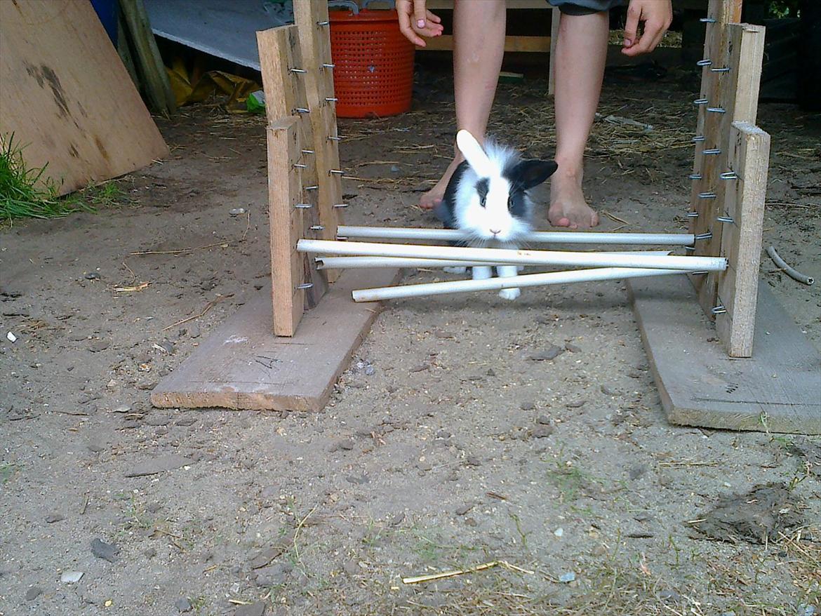 Kanin Tessa billede 12