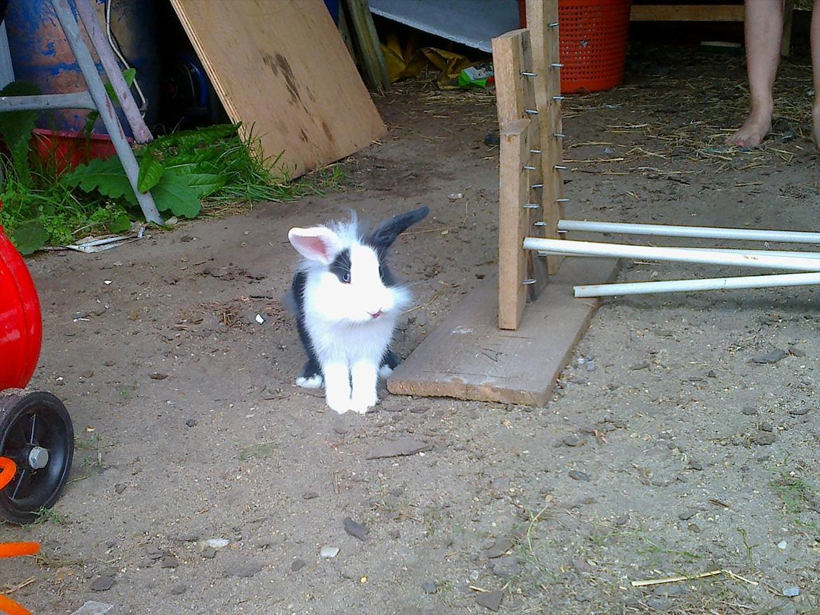 Kanin Tessa billede 13