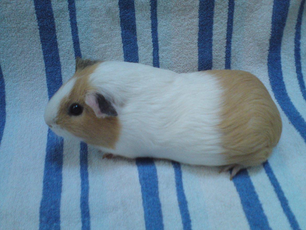 Marsvin Merle billede 12