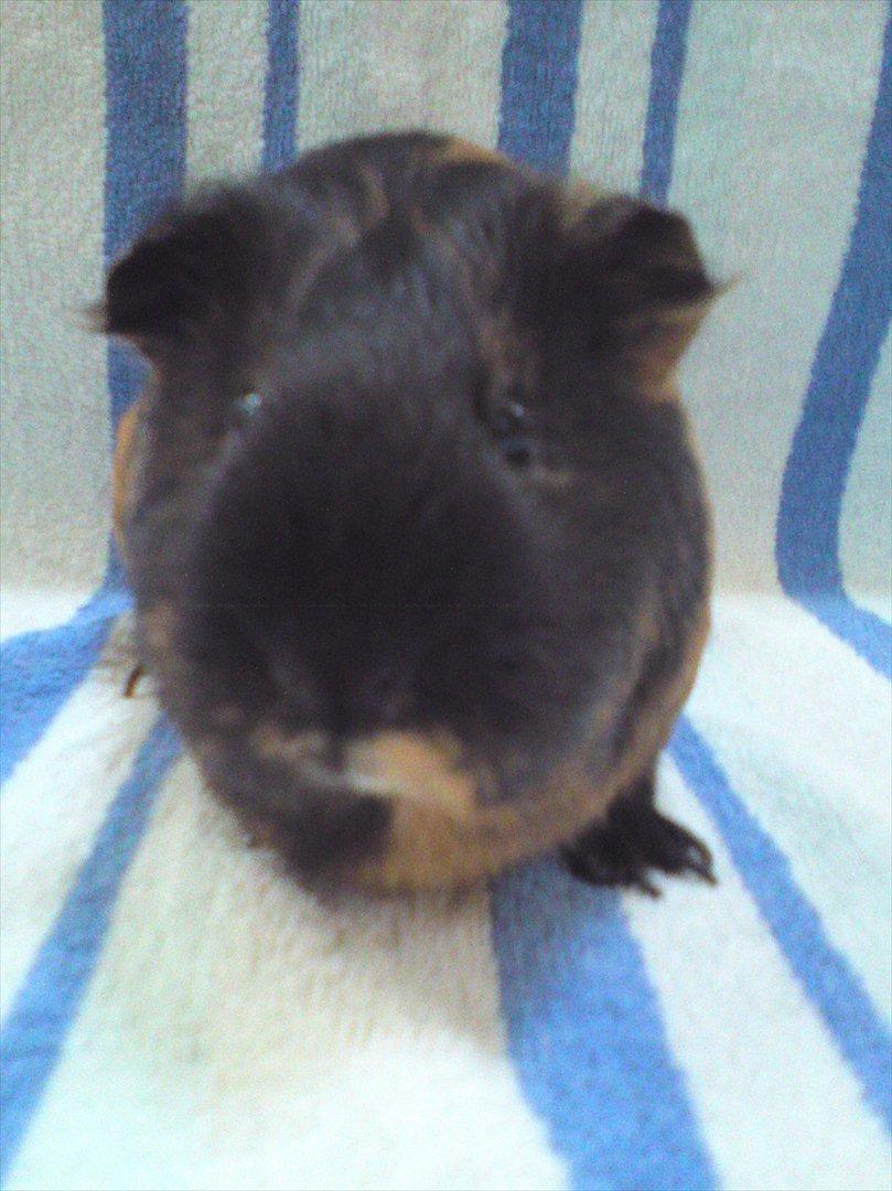 Marsvin Putte billede 13