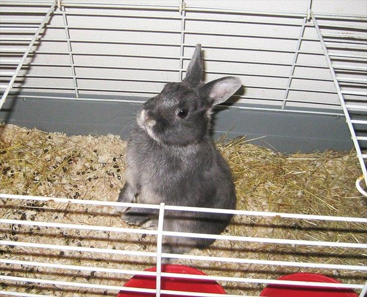 Kanin Fister - hermelin - Søde søde Fister <3 billede 1