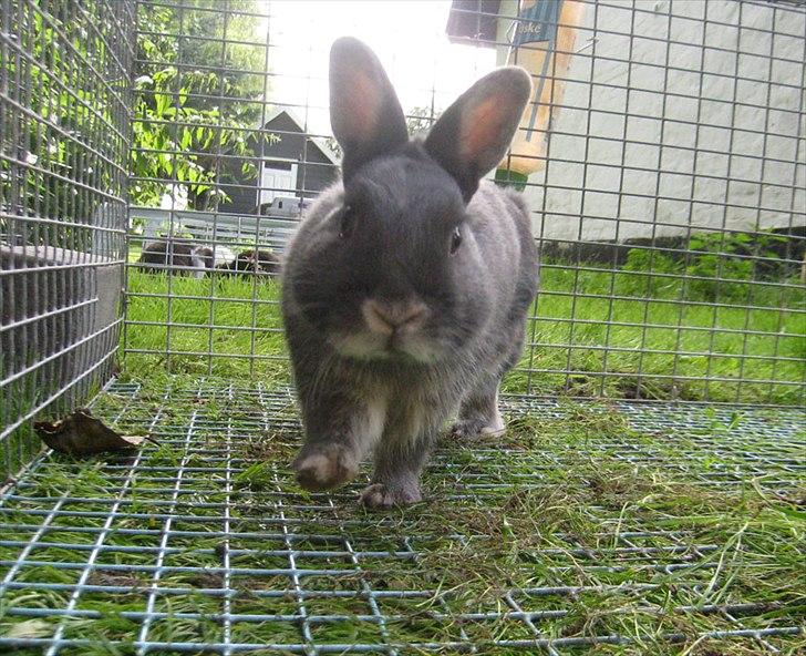 Kanin Fister - hermelin billede 2