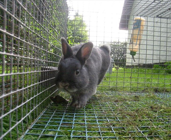 Kanin Fister - hermelin billede 3