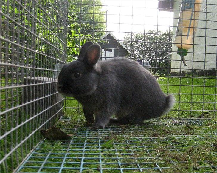 Kanin Fister - hermelin billede 4