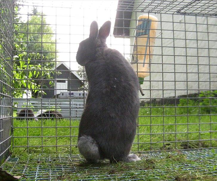 Kanin Fister - hermelin billede 5