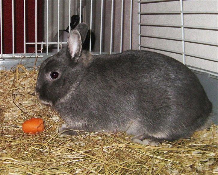 Kanin Fister - hermelin billede 6