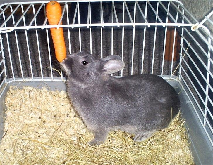 Kanin Fister - hermelin billede 7