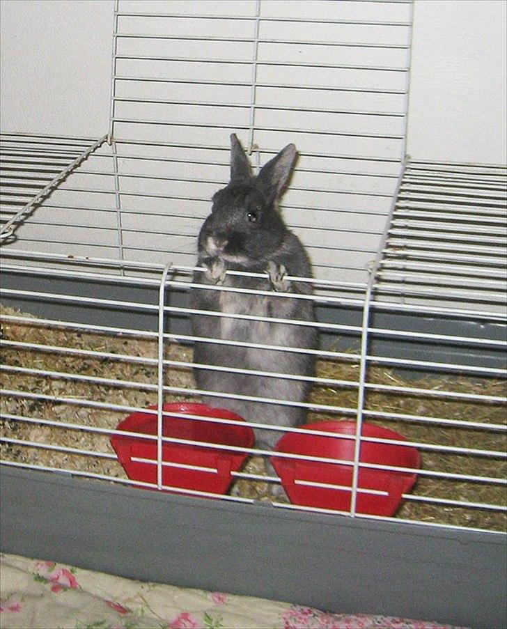 Kanin Fister - hermelin billede 8