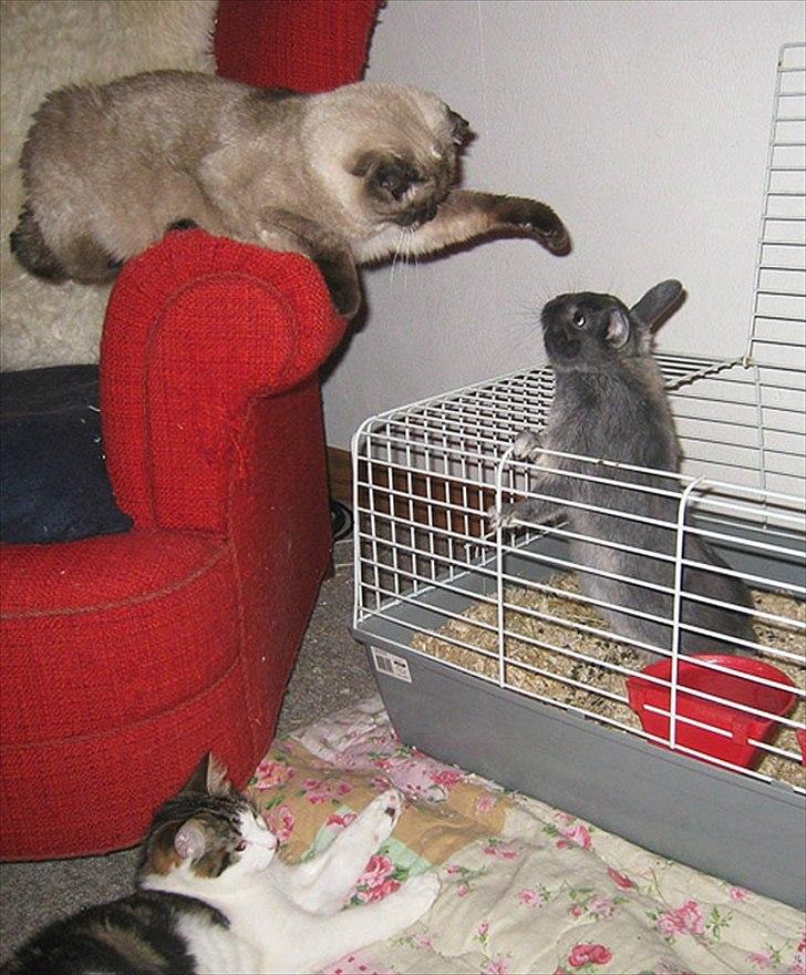 Kanin Fister - hermelin billede 9