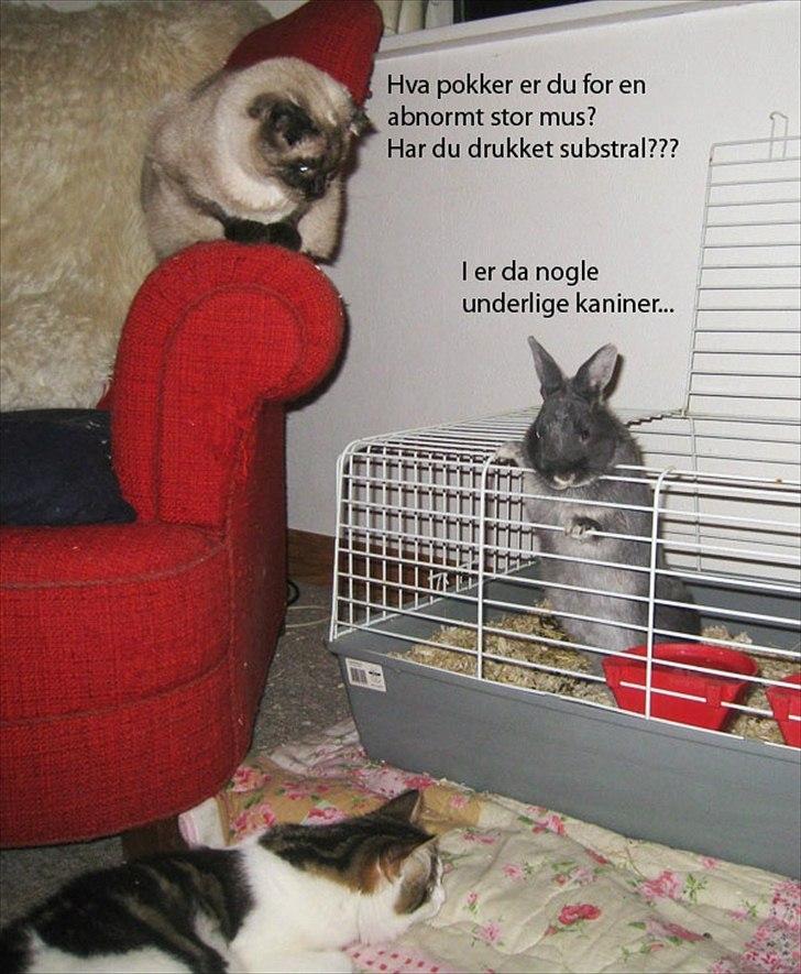 Kanin Fister - hermelin billede 10