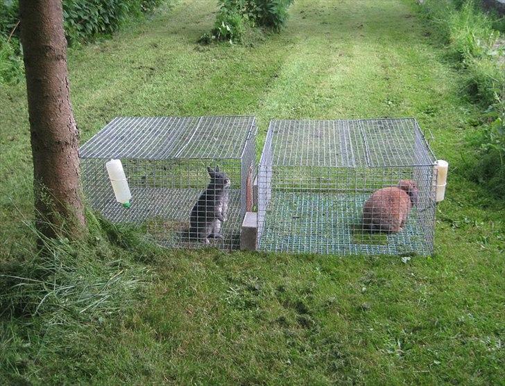 Kanin Fister - hermelin billede 11