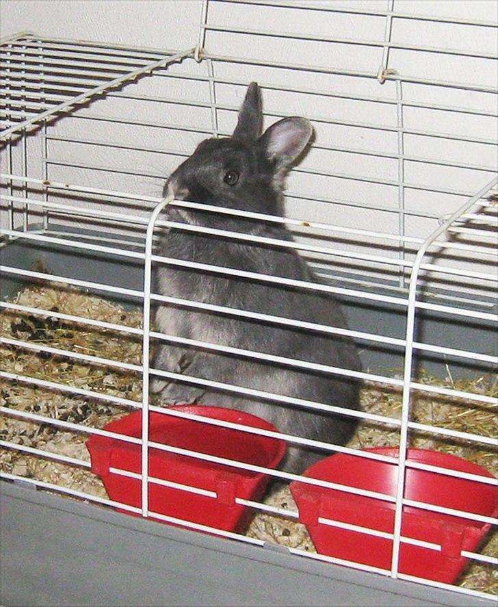 Kanin Fister - hermelin billede 12