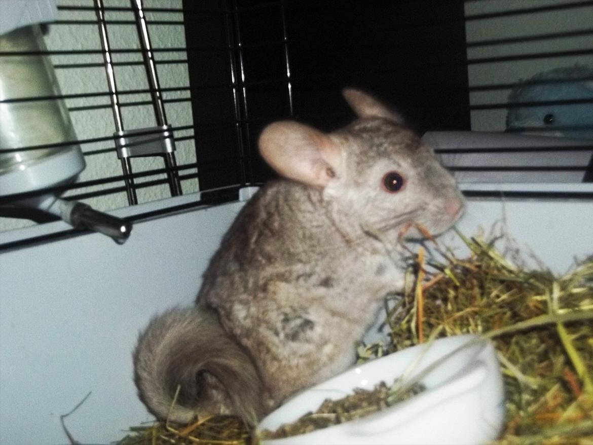 Chinchilla Victor. billede 1