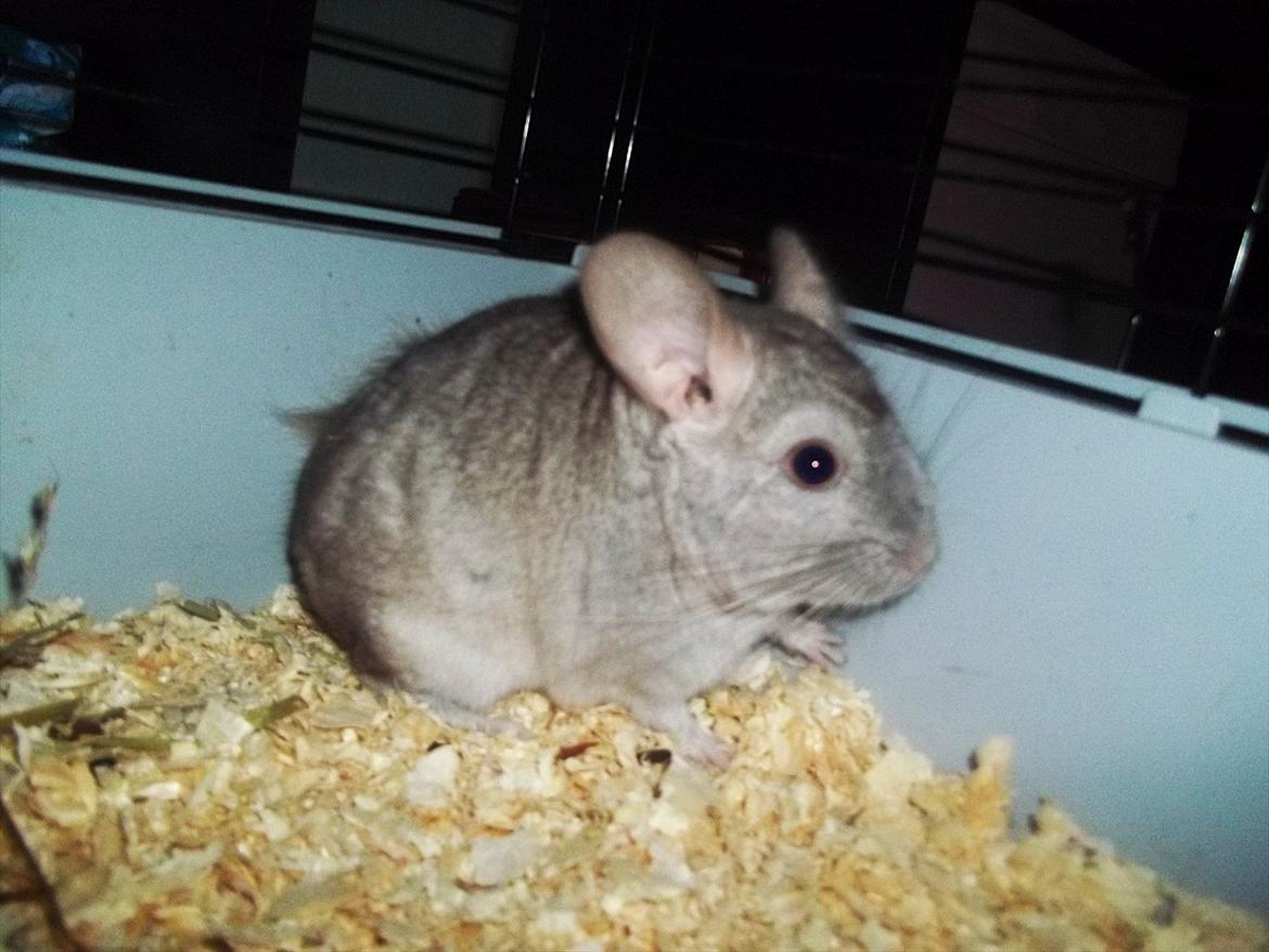 Chinchilla Victor. billede 2