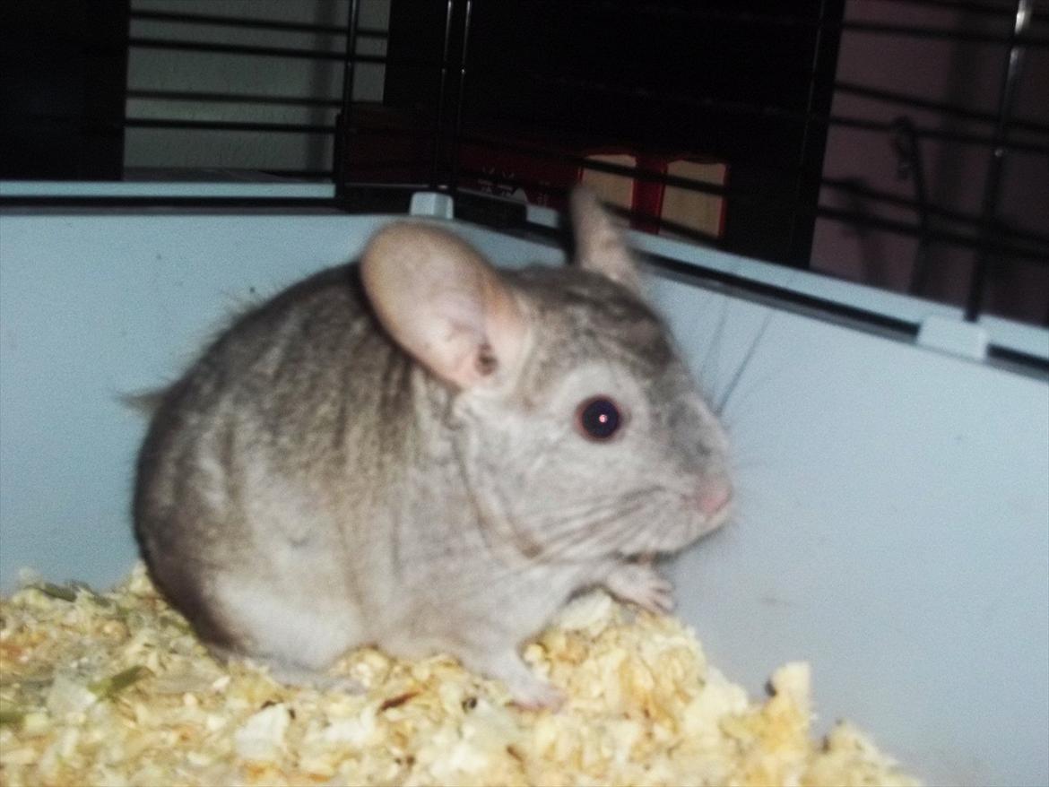 Chinchilla Victor. billede 3