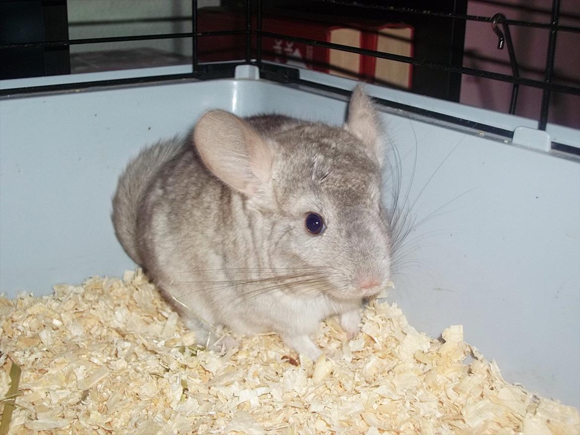 Chinchilla Victor. billede 4