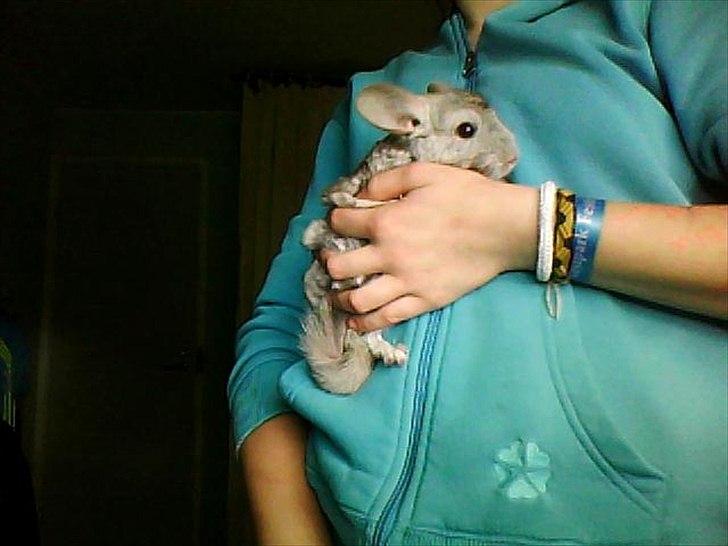 Chinchilla Victor. billede 5