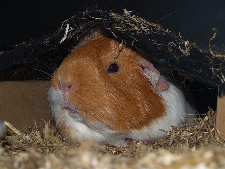 Marsvin Chili billede 14