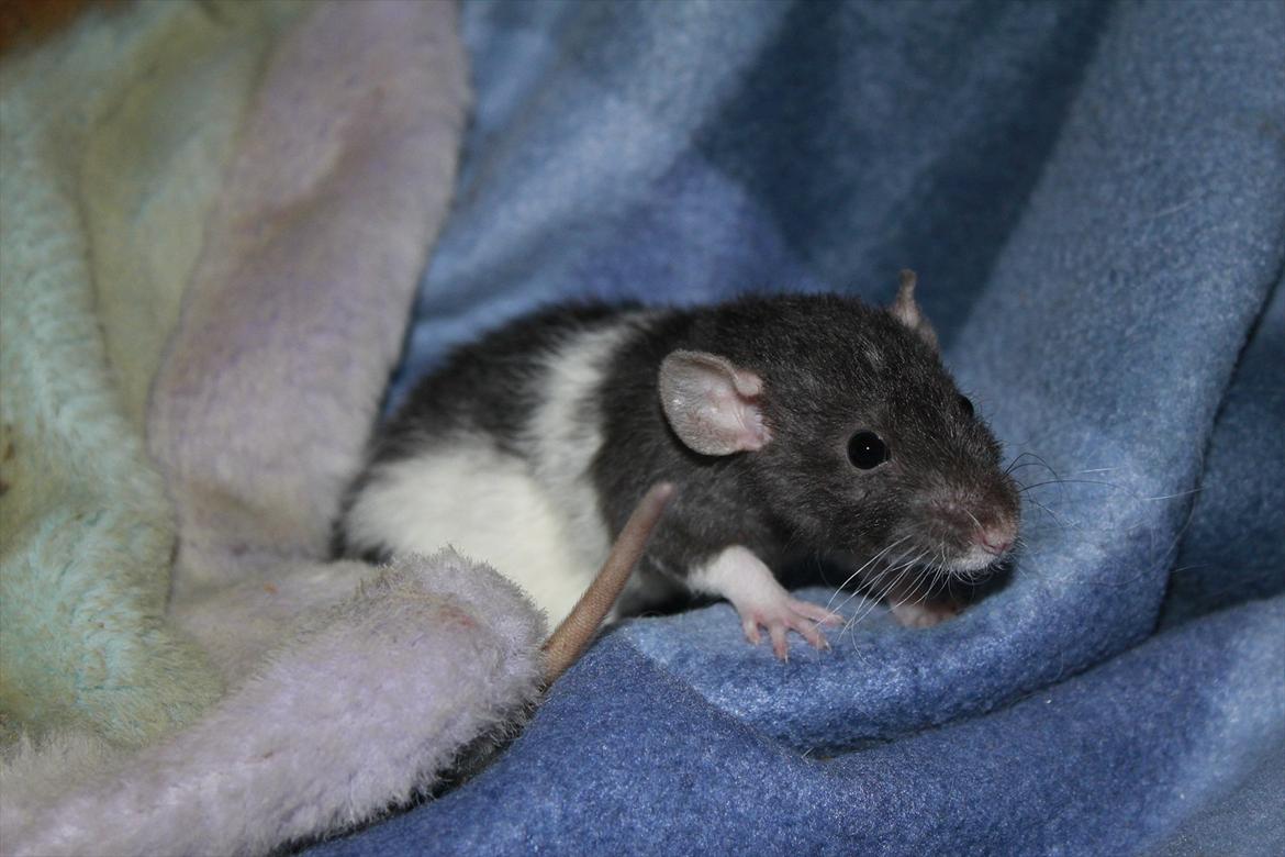 Tamrotte Enya - Dejlige lille mus :) billede 10