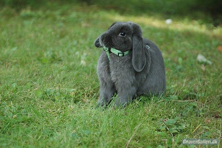 Kanin Senius Seni Seniritó billede 1