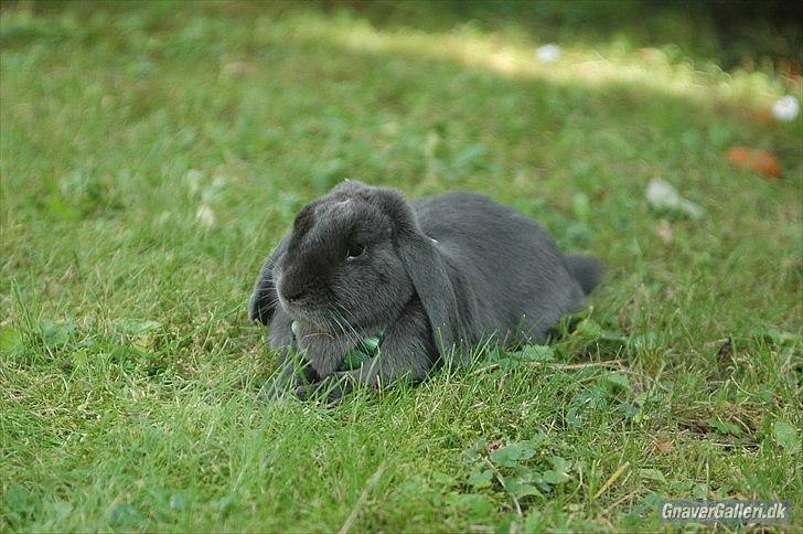 Kanin Senius Seni Seniritó billede 20