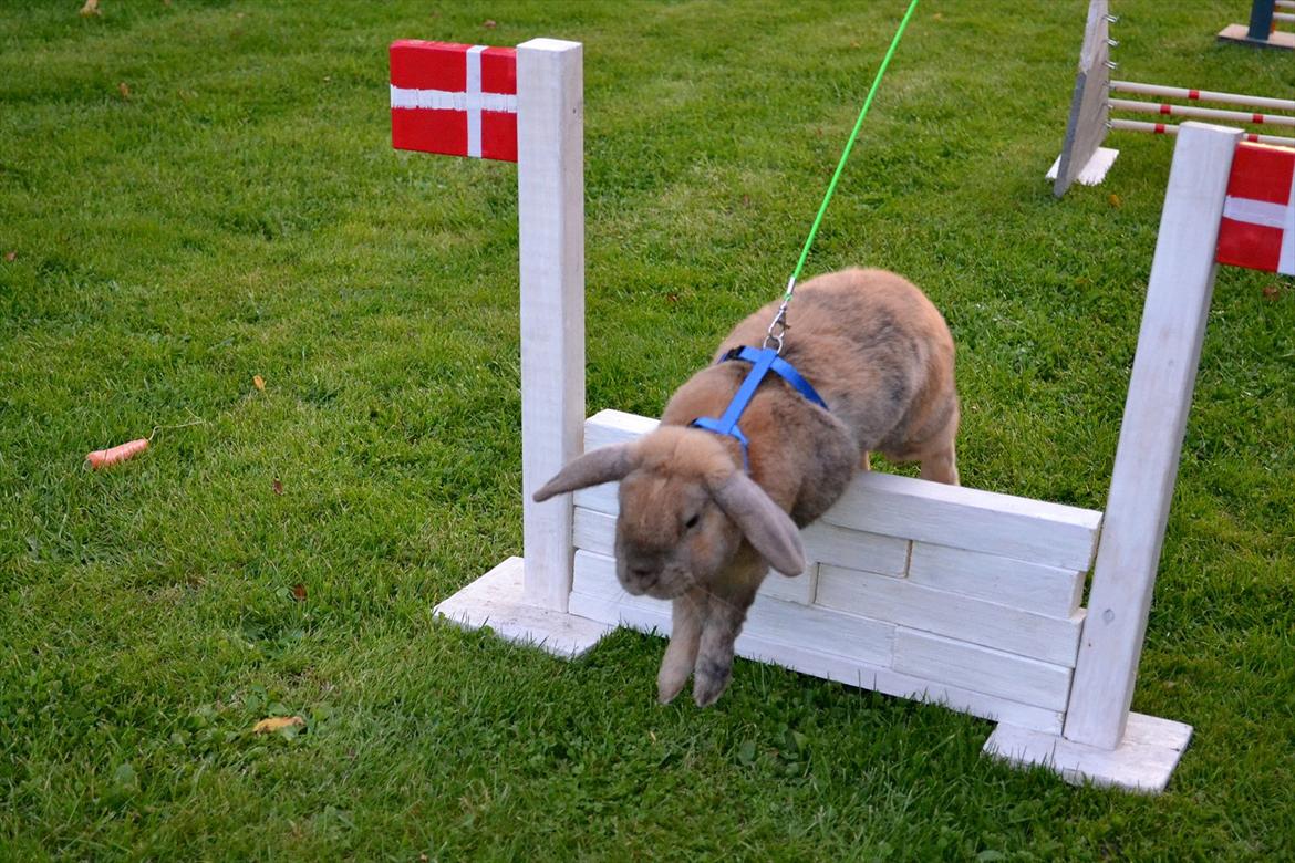 Kanin Viktor - 15# Viktor hopper muren billede 15