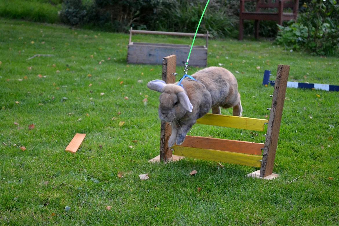 Kanin Viktor - 12# Viktor hopper regnbuen billede 12