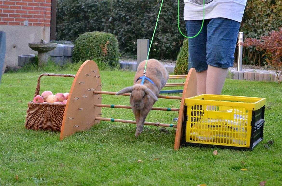 Kanin Viktor - 16# Viktor hopper solopgangen billede 16