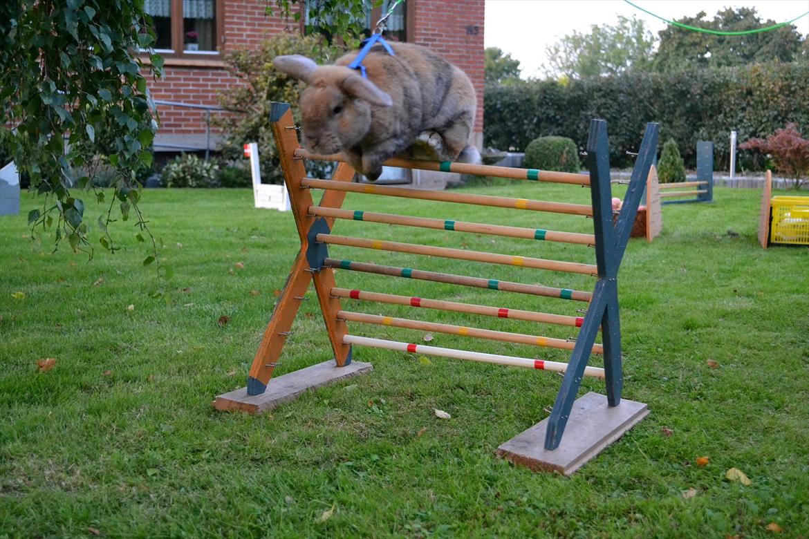 Kanin Viktor - 11# Viktor hopper 45 cm (!) hjemme billede 11