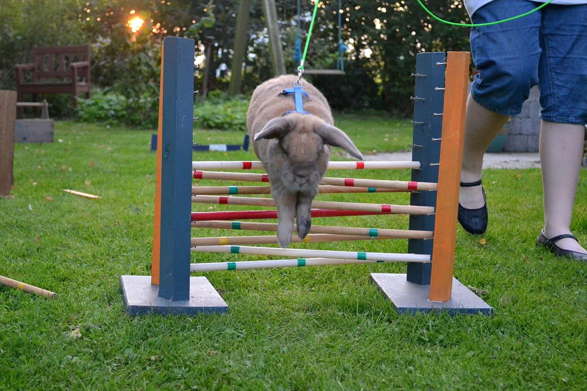 Kanin Viktor - 9# Viktor hopper krydset billede 9