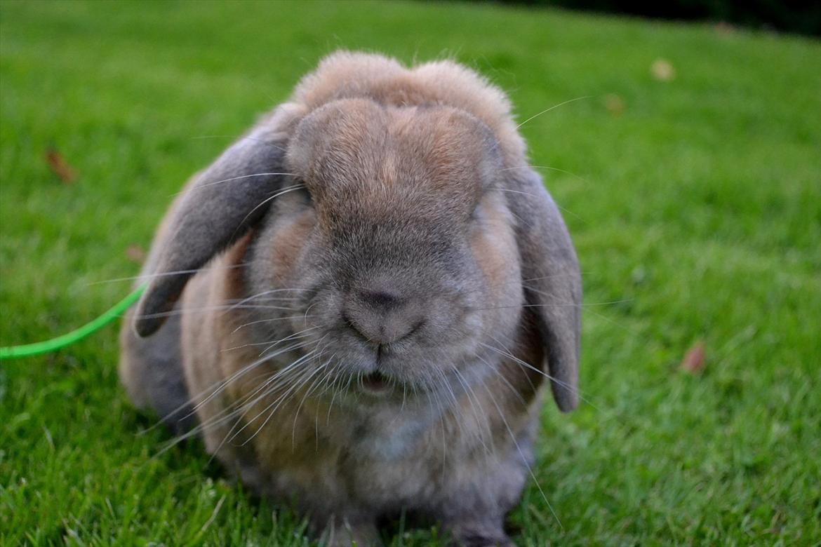 Kanin Viktor - 5# Viktor i haven billede 5