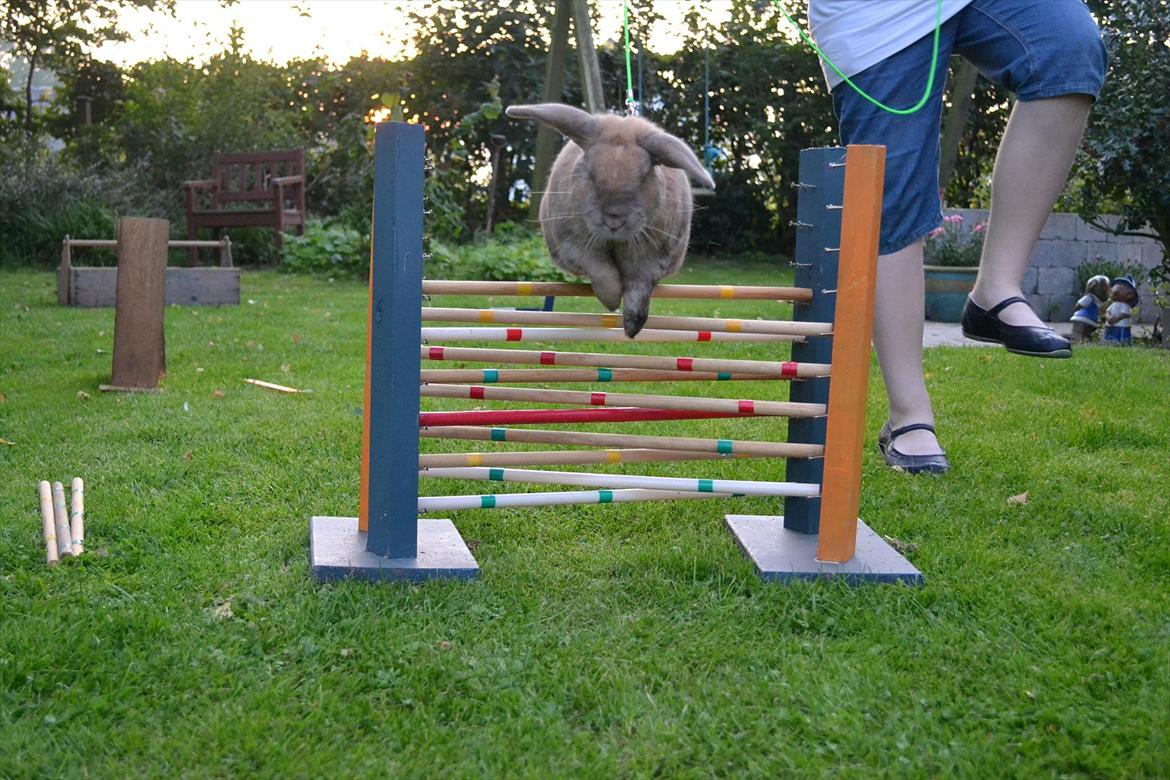 Kanin Viktor - 4# Viktor hopper krydset billede 4
