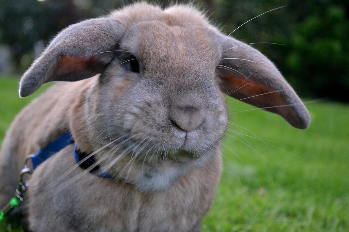 Kanin Viktor - 3# Viktor i haven billede 3