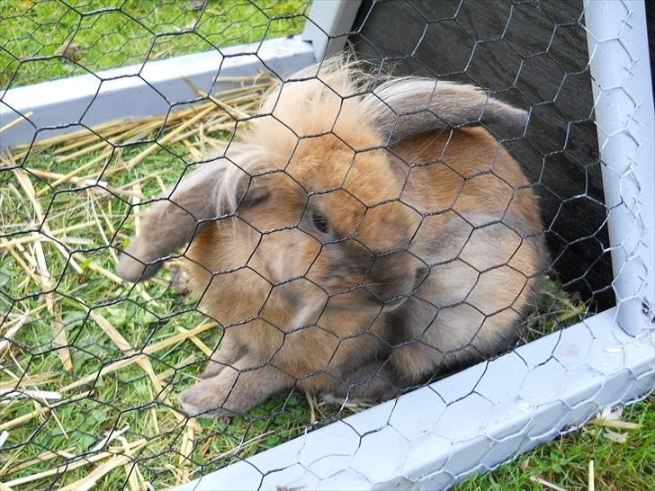 Kanin Fifty billede 4