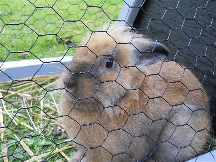 Kanin Fifty billede 5