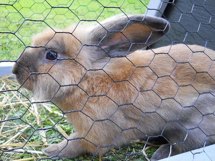 Kanin Fifty billede 2