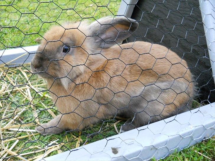 Kanin Fifty billede 6