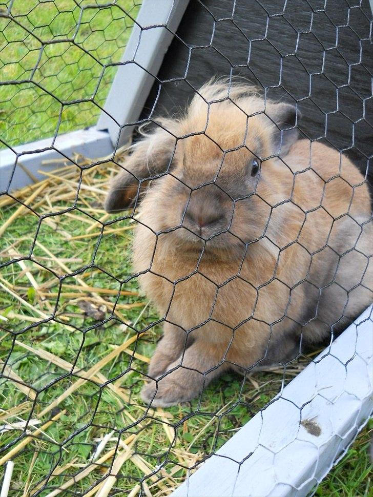 Kanin Fifty billede 3