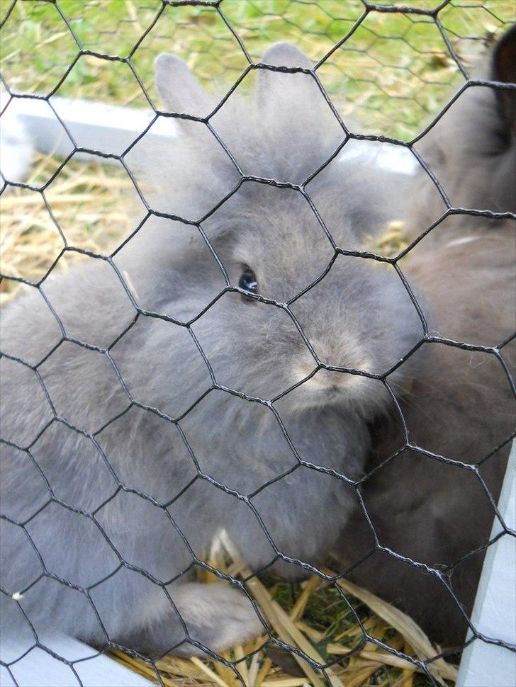 Kanin Agnes  billede 1