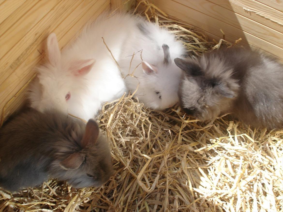 Kanin Agnes  billede 6